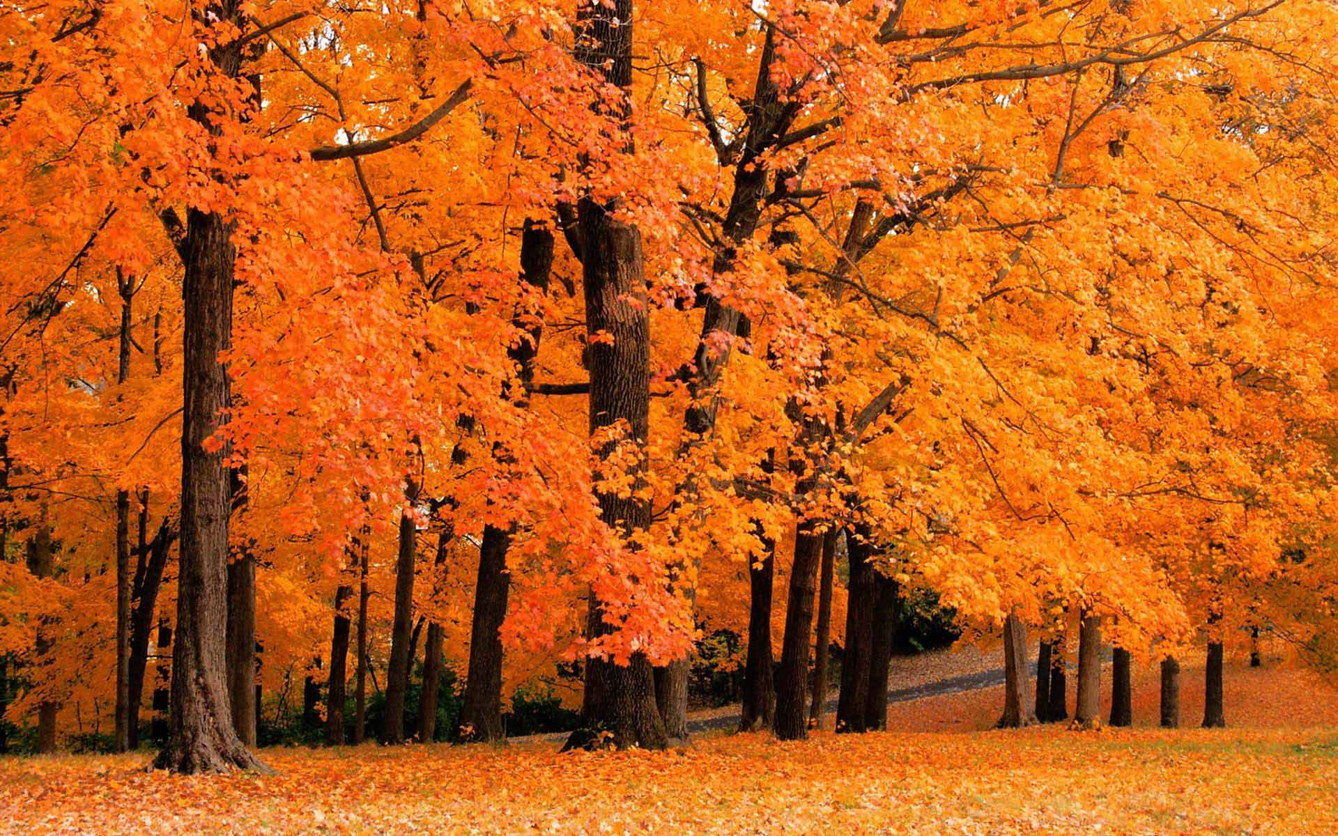 Vivid orange and red autumn leaves on trees in a park, with fallen leaves covering the ground