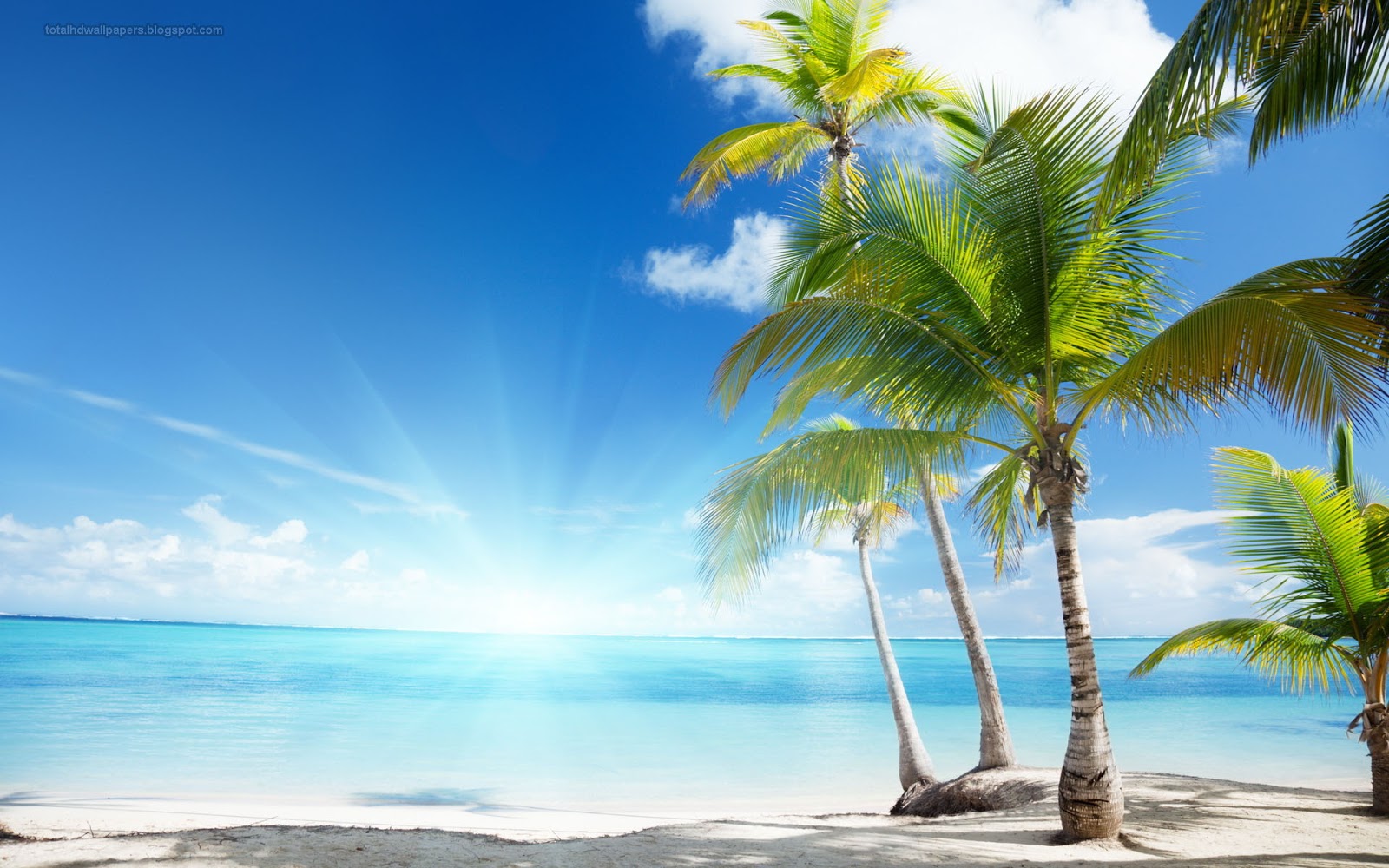 palm tree wallpapers hd
