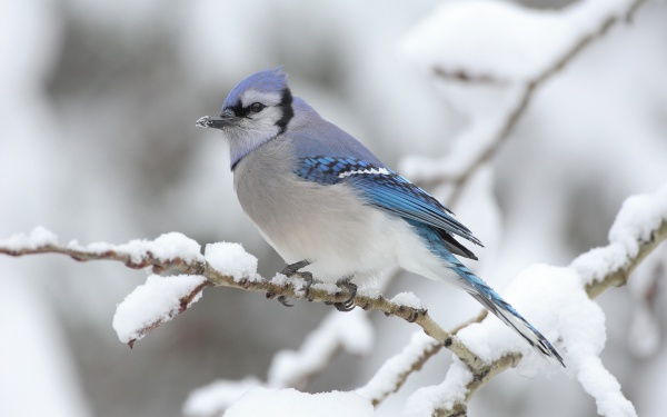 Winter Time And Bird Desktop Wallpaper For Widescreen HD