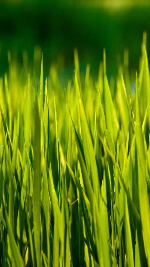 Summer Grass Macro iPhone HD Wallpaper