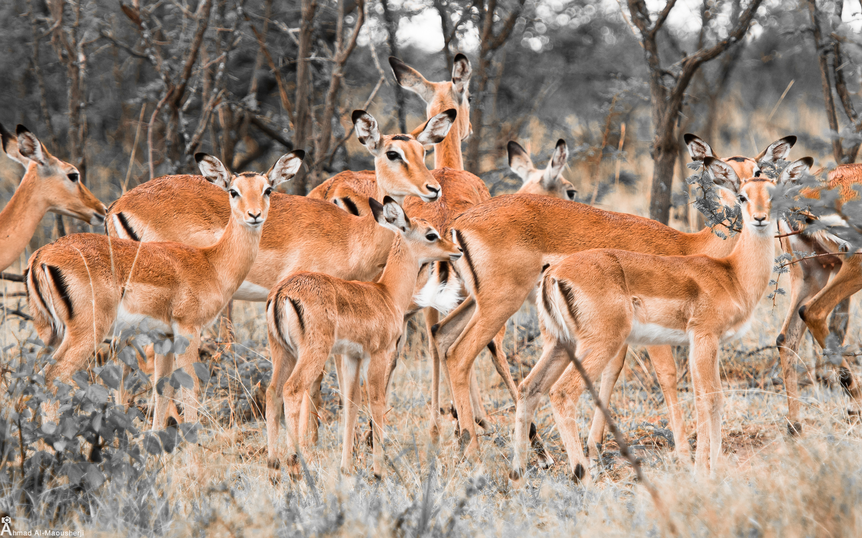 Herd Of Deer Wallpaper HD