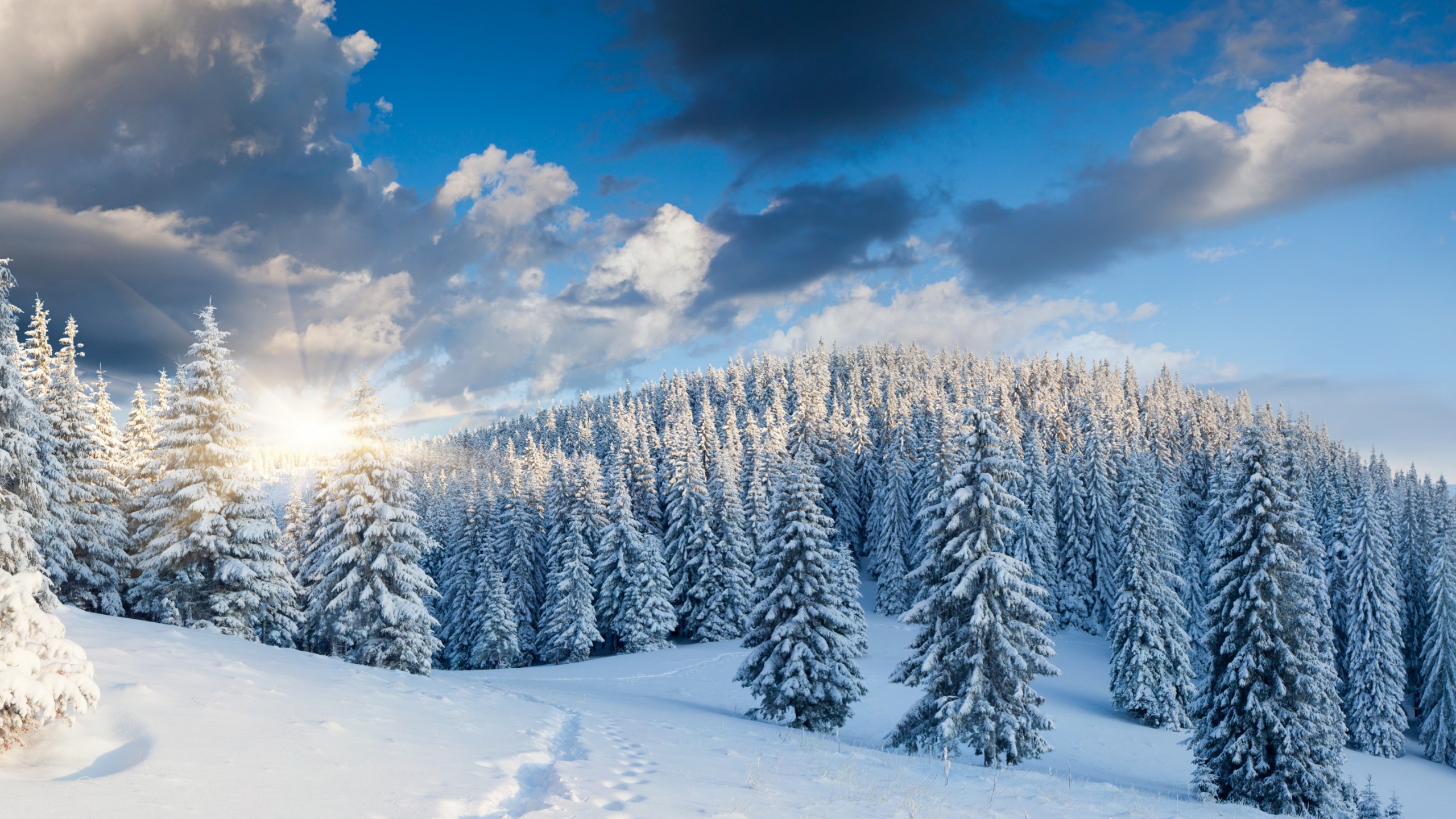 Stunning winter landscape with snow-covered pine trees and sun shining through the clouds, perfect for winter backgrounds