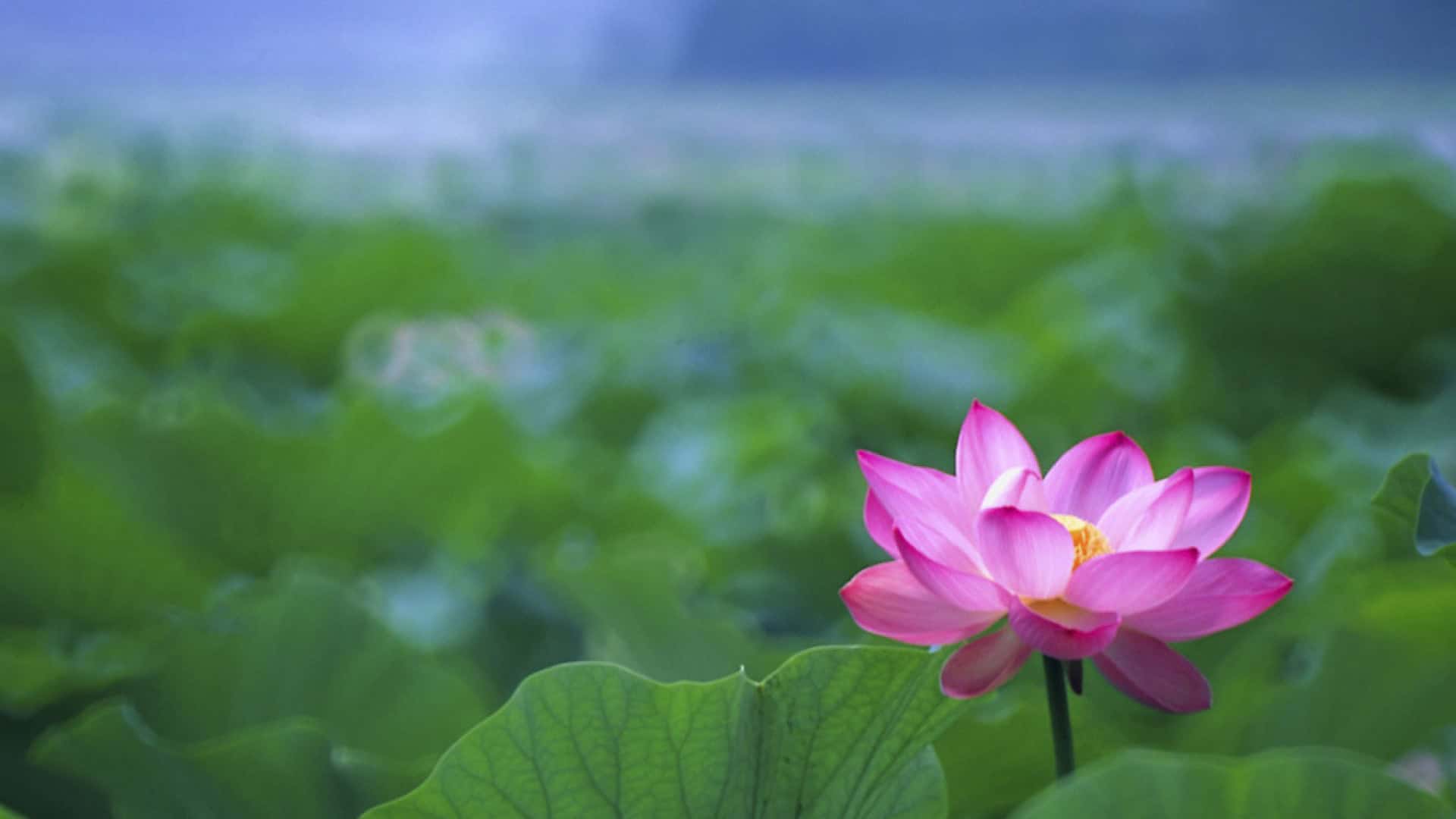 Lotus Flower Buddha Tattoo Wallpaper HD