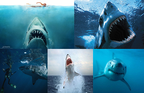 Jaws Desktop Wallpaper Photo Sharing