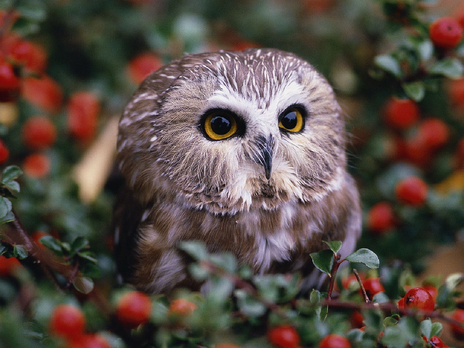 Cute Owl Desktop Wallpaper - WallpaperSafari