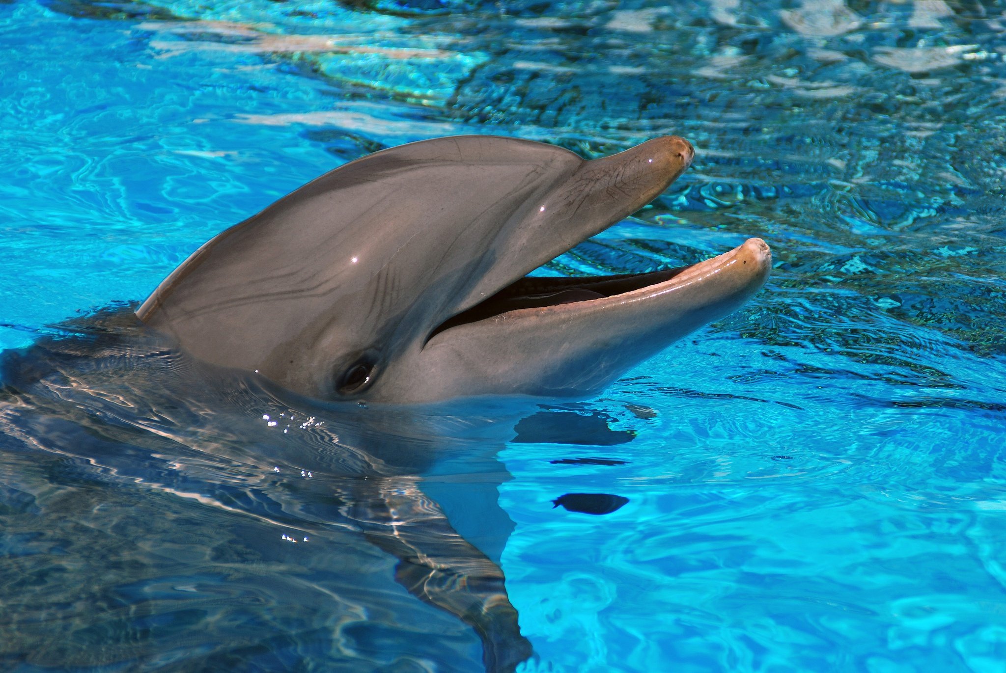 Dolphins Water Animals dolphin wallpaper 2048x1371