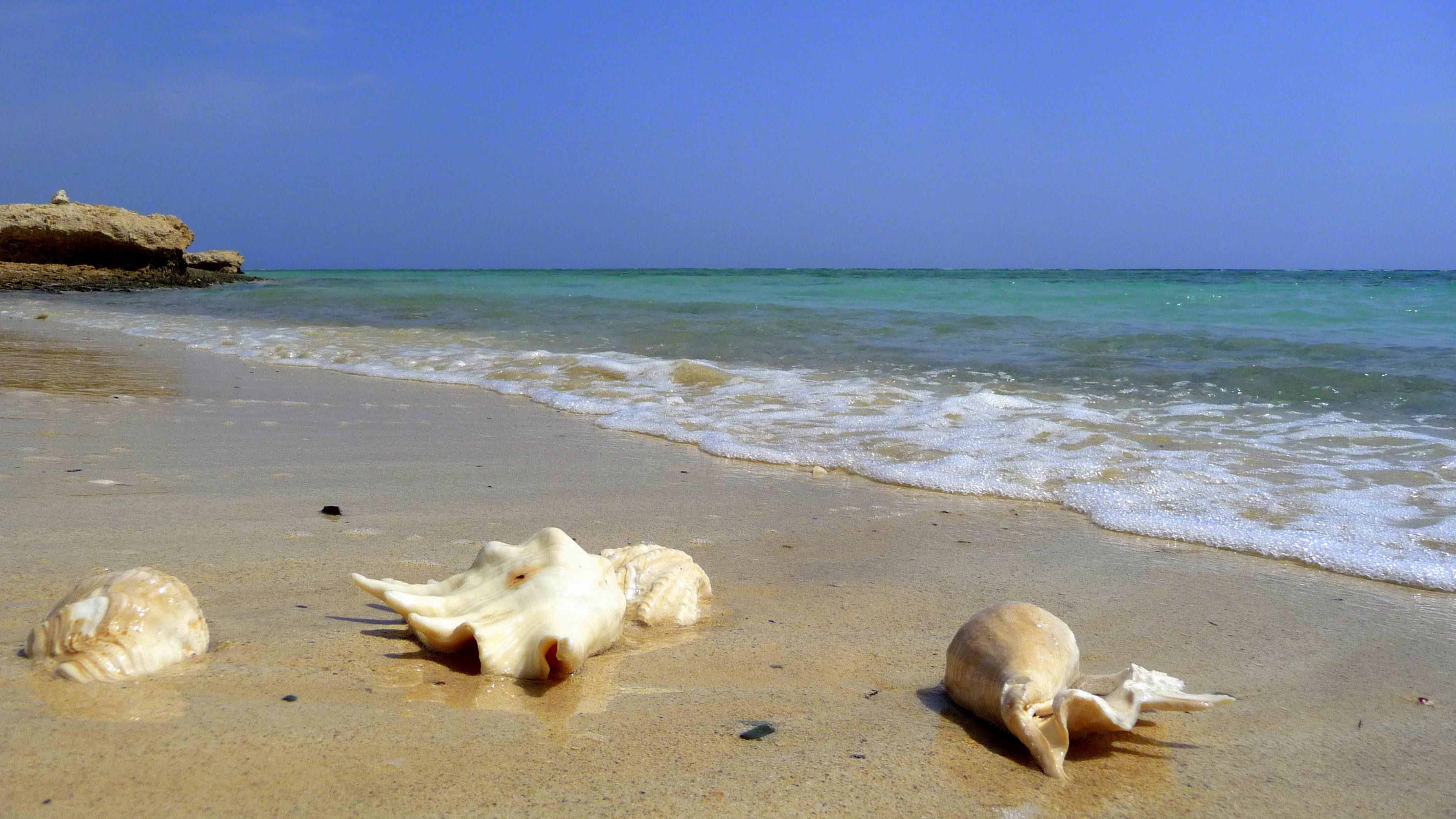 Seashells On The Beach In Resort Of El Quseir Egypt Wallpaper