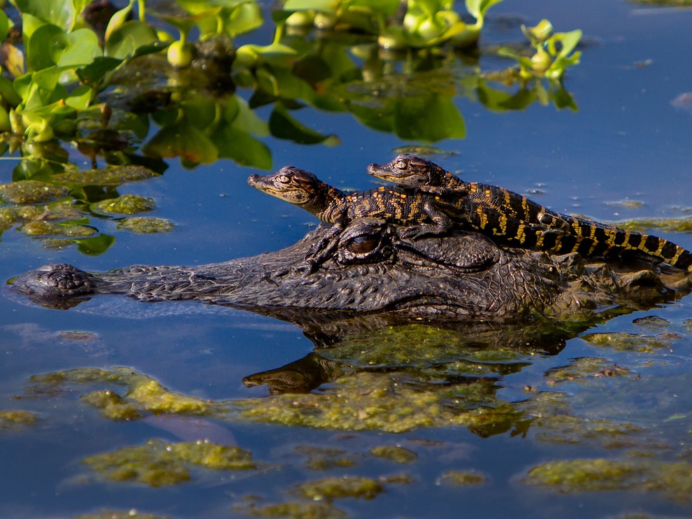 This Is A Photograph Of Two Baby Alligators On The Mother Alligator