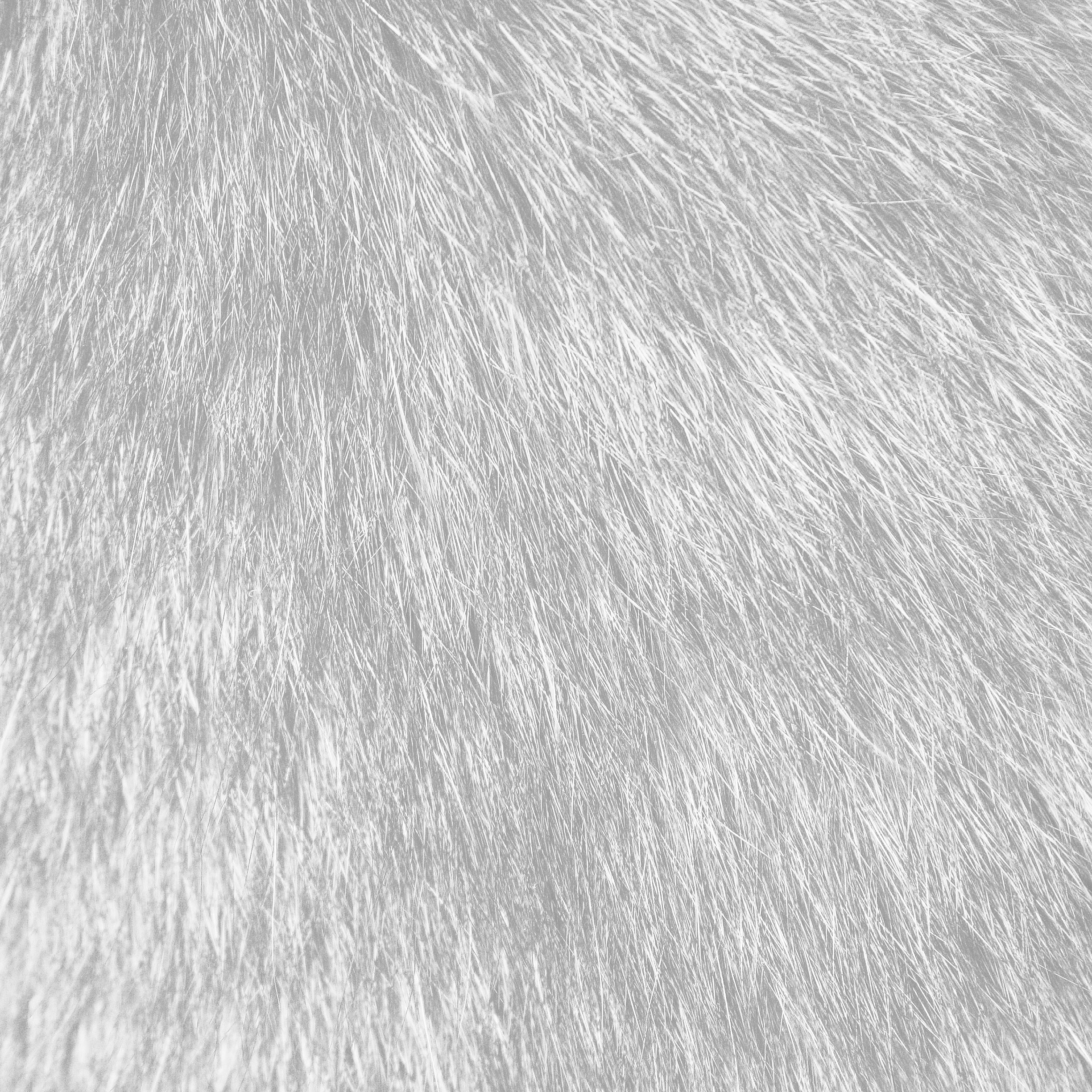 Ios7 Tabby Cat Fur White Parallax HD iPhone iPad Wallpaper