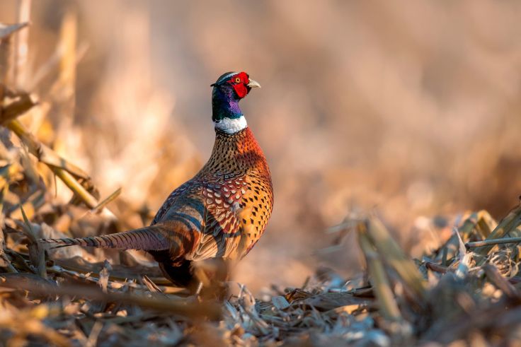 Bird Pheasant Color Autumn Hunting Wallpaper Background