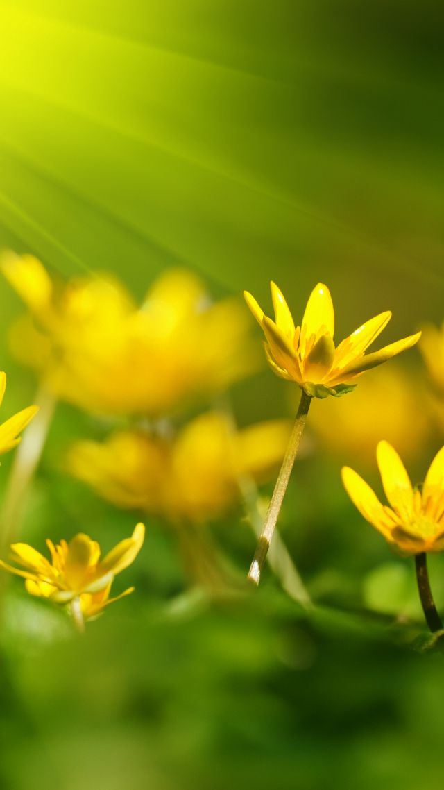 Free download Wallpaper Flowers 5k 4k wallpaper 8k sunray yellow green  [640x1138] for your Desktop, Mobile & Tablet | Explore 28+ Grass and Flower  Wallpapers | Butterfly And Flower Wallpaper, Apple Grass