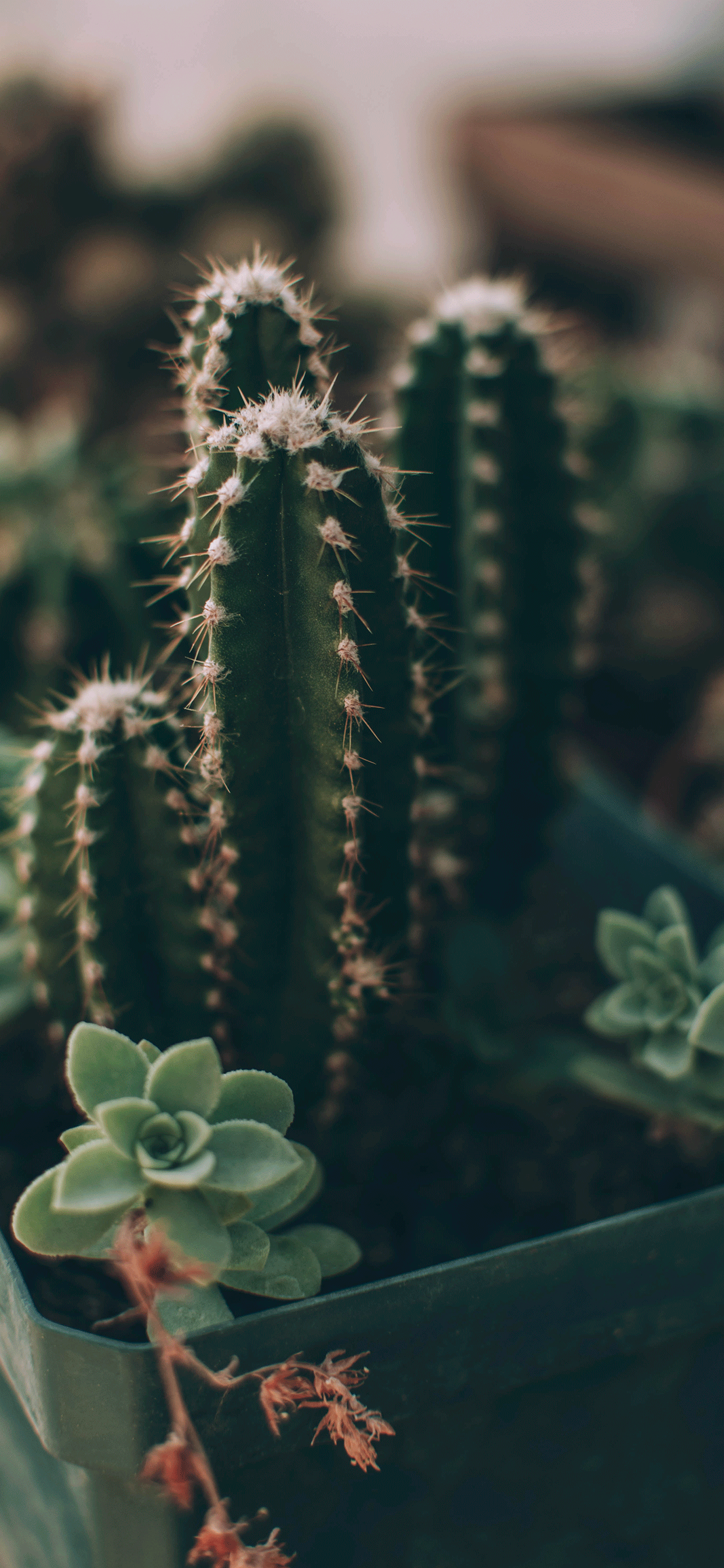 Succulent Wallpaper iPhone X