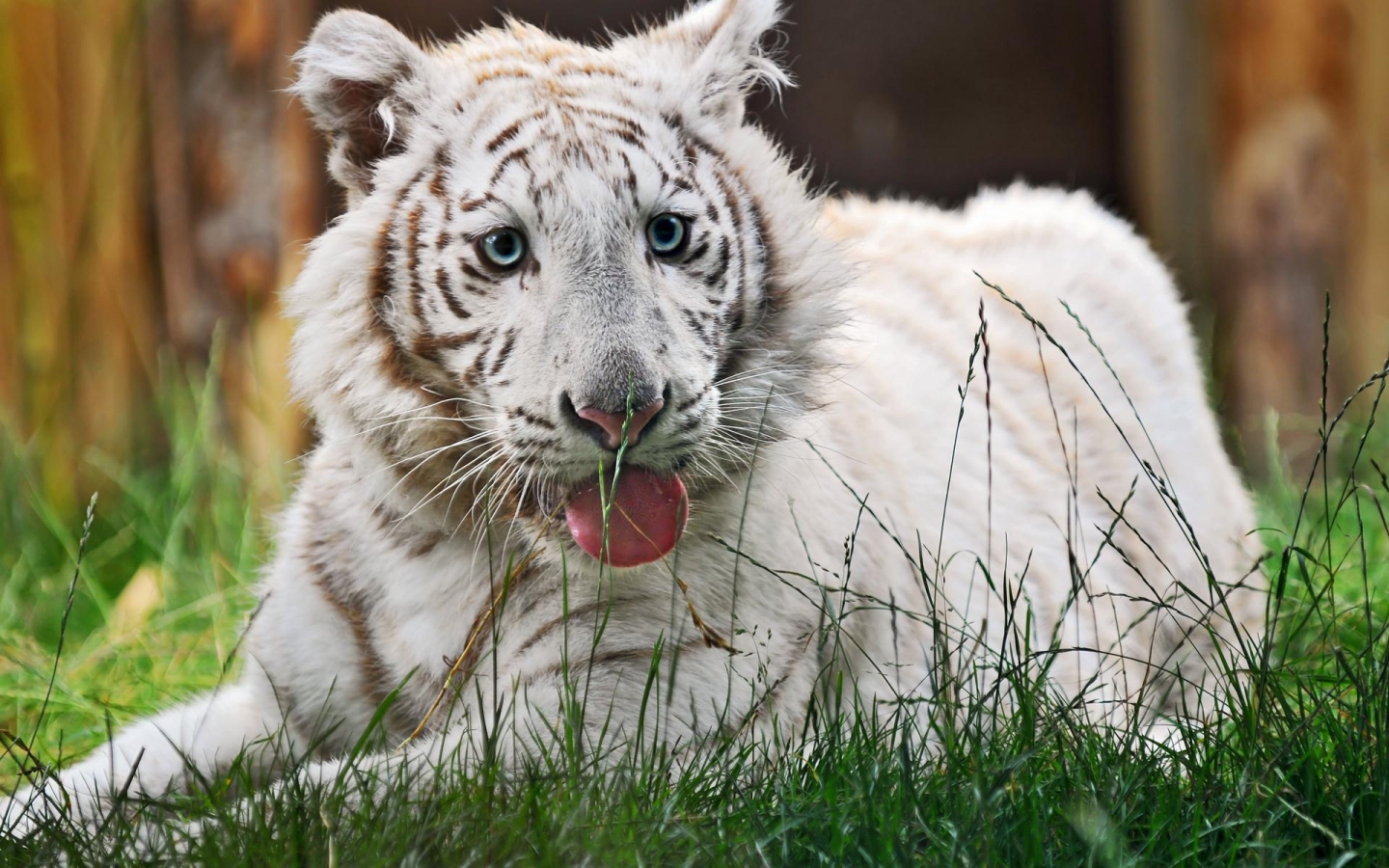 Tiger 2 siberian or amur tiger 1 WHITE TIGER 35 White Tiger 1440x900