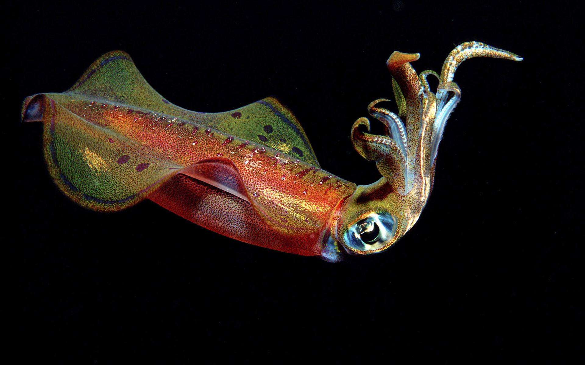 Rainbow Squid Wallpaper Myspace