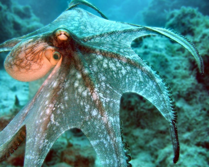 Octopus Underwater Wallpaper High Quality
