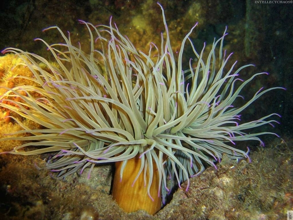Anemones Ocean Nature Sea Underwater Fish Wallpaper