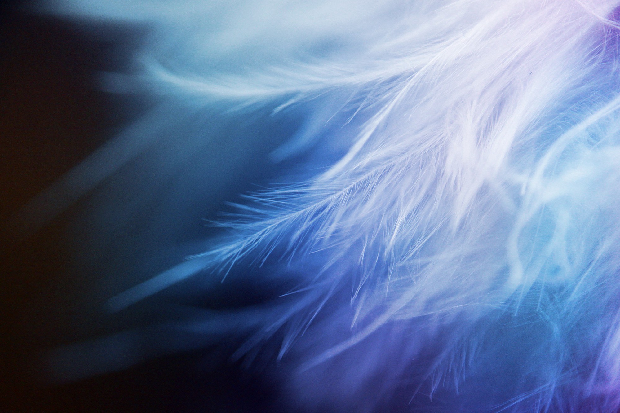 Abstract Feathers Wallpaper
