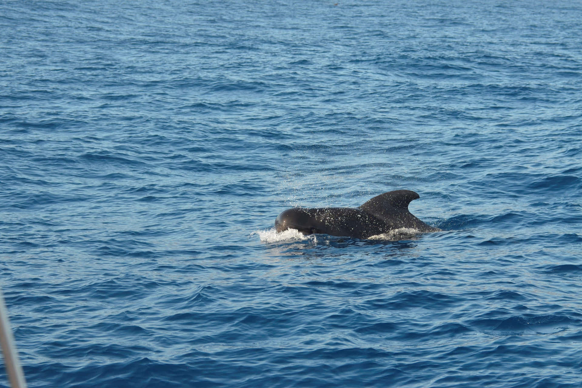 Pilot Whale Wallpaper