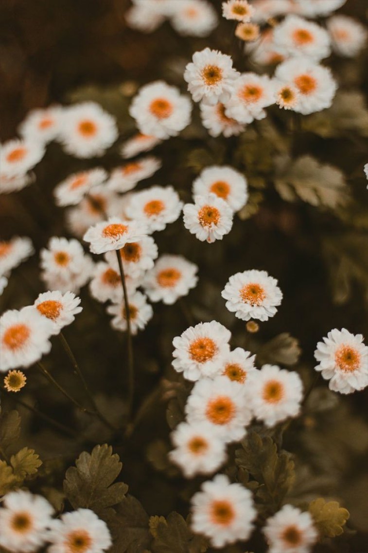 🔥 Free Download Beautiful Wild White Daisy Iphone Wallpaper Idea by
