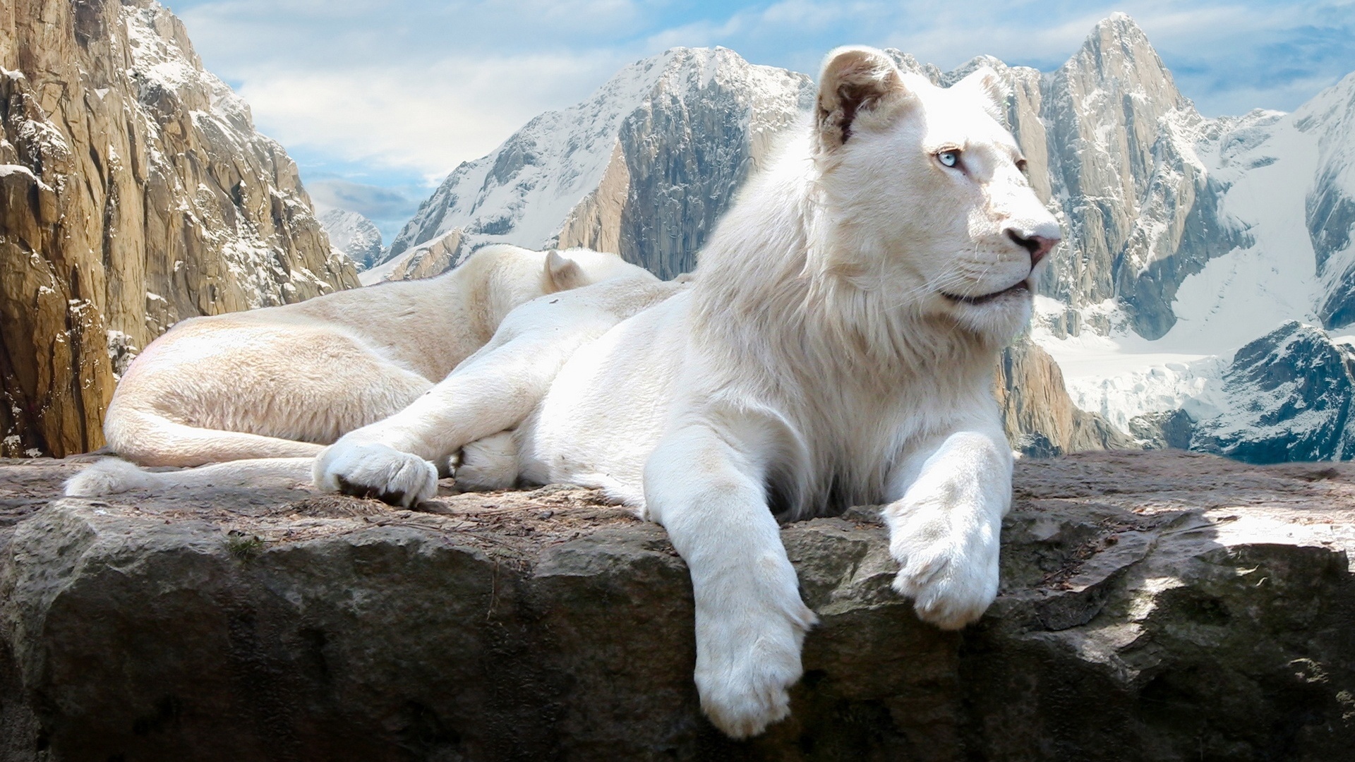 Lion On Mountain Wallpaper White