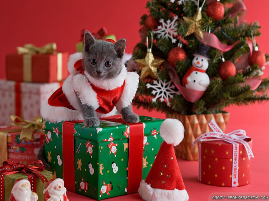Cat Desktop Wallpaper Image For A Furry Christmas Pictures