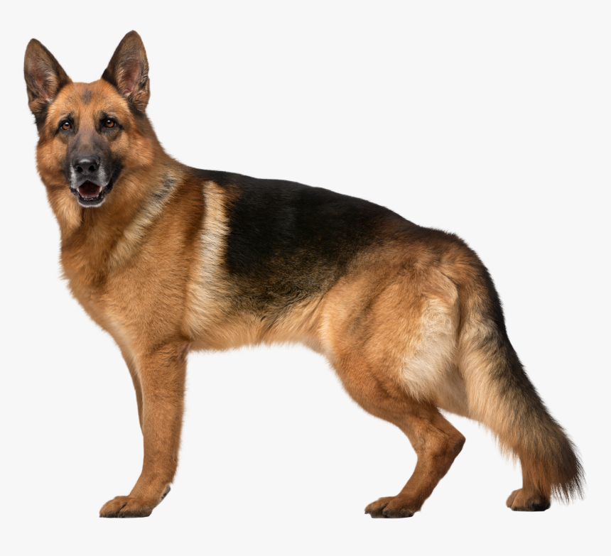 German Shepherd Dog Png Clip Art Transparent Background