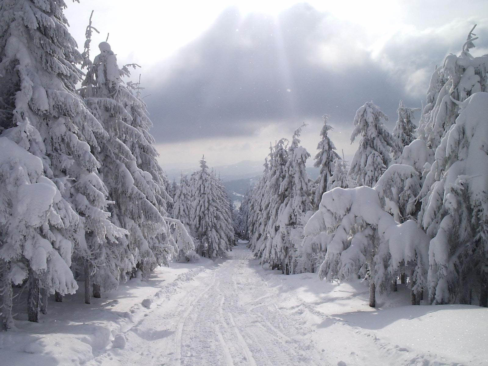 A snowy path winds through a snow-covered forest, with sunlight filtering through the clouds