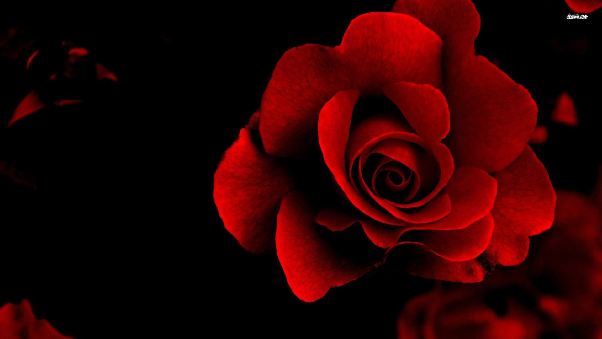You Can Velvet Red Rose Flower Wallpaper In