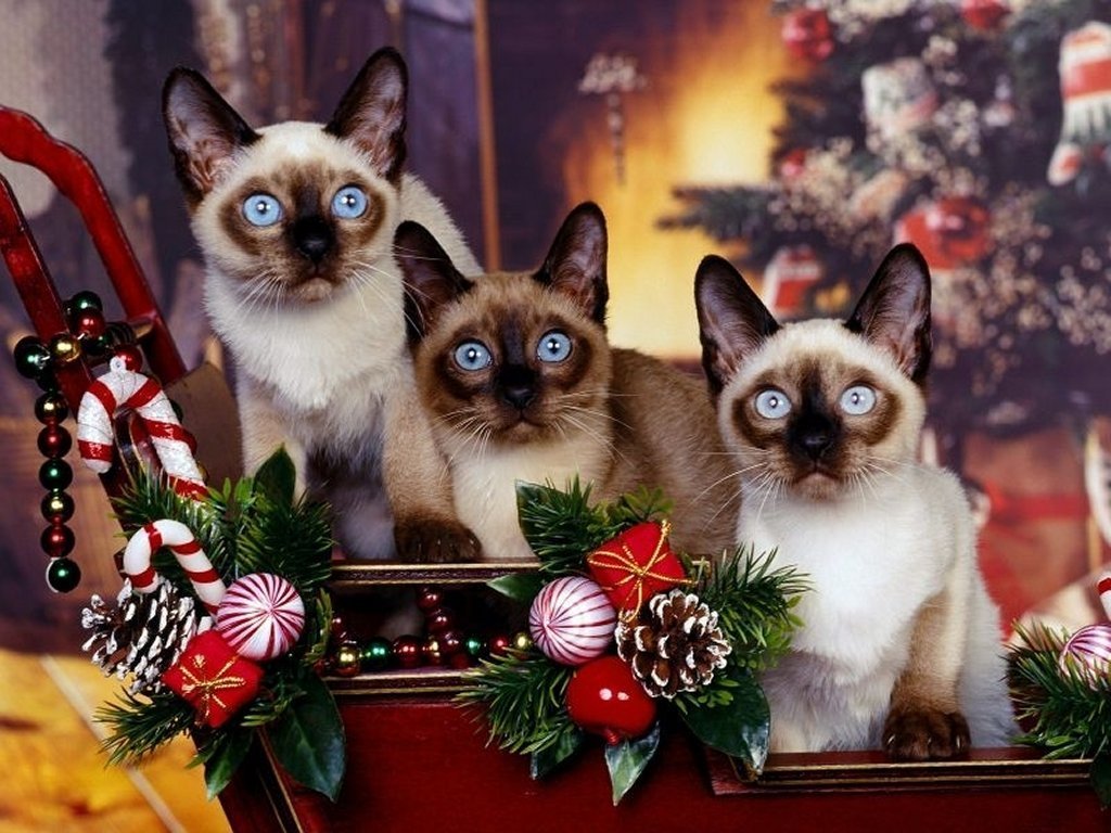 Christmas Desktop Wallpaper Kittens For