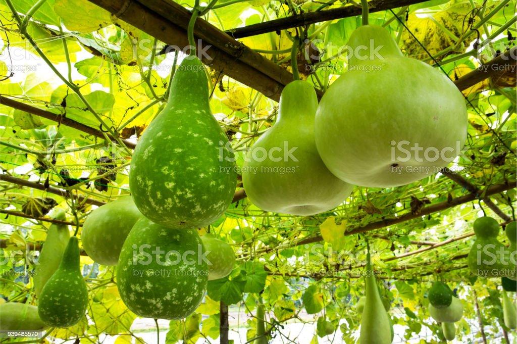 Tree Of Gourd And Bottle On The Vine Stock Photo