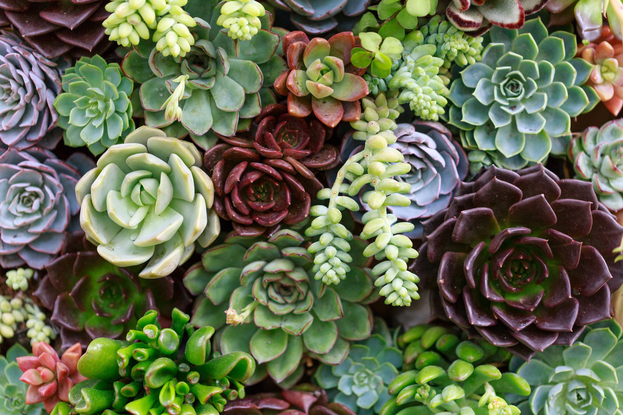 Discover Wallpaper Succulents