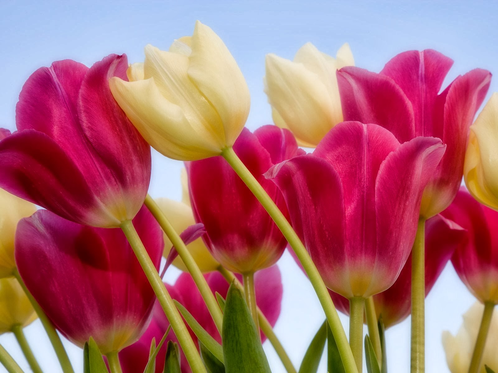 Wallpaper Tulip Joshi Flower Gif Beauty Love