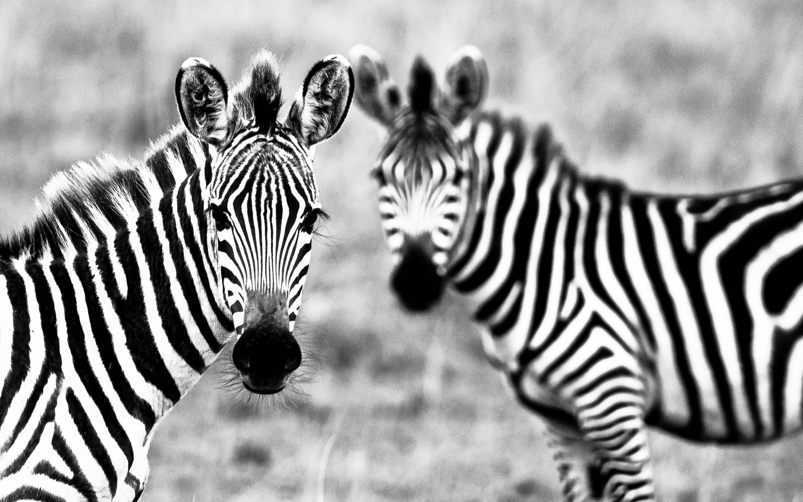 Cute Zebra Clipart HD Wallpaper Background Image