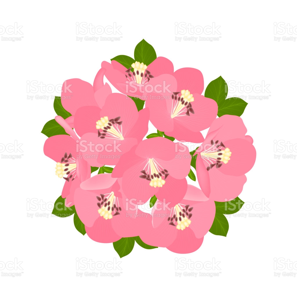 Free download Quince Flower Isolated On White Background Stock ...