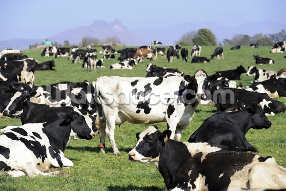 Holstein Cattle Wallpaper Wallsauce Us