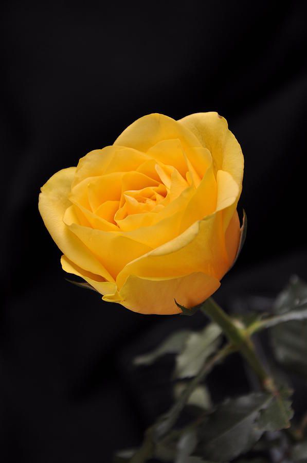 Yellow Rose On Black Background Print By D Co Style Balexia87