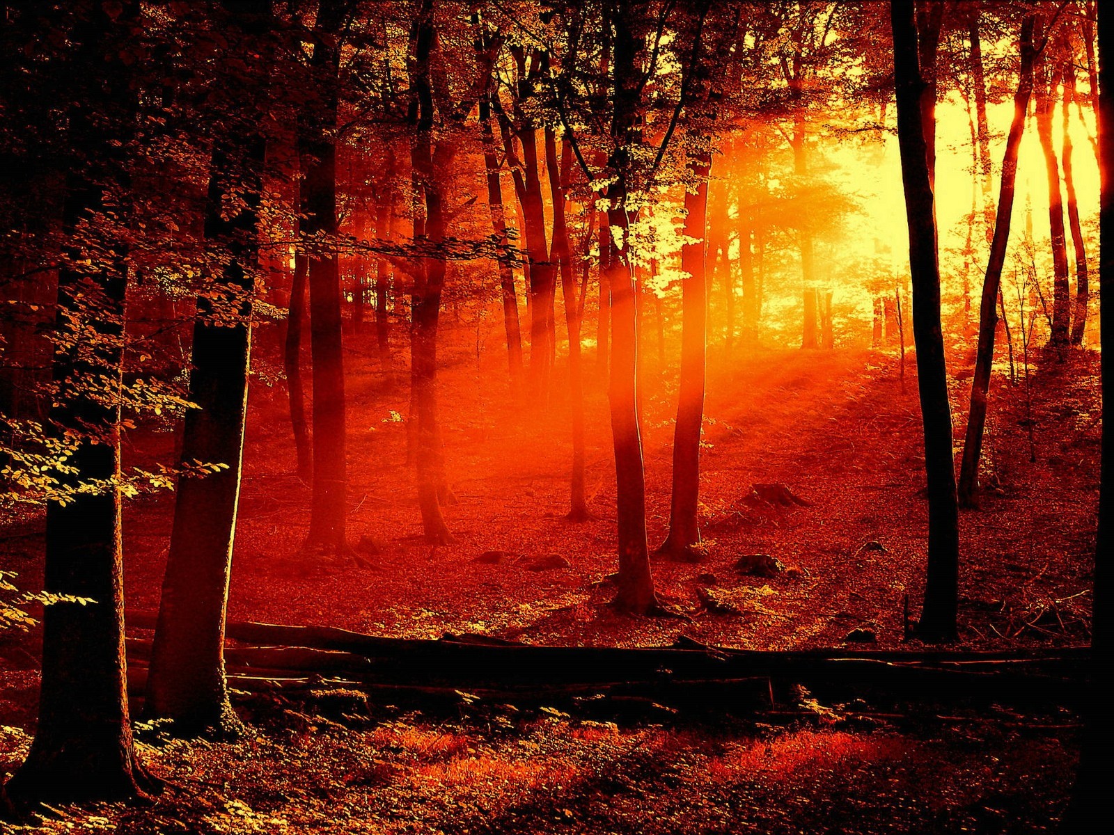 Red Light Sunset In Forest Wallpaper