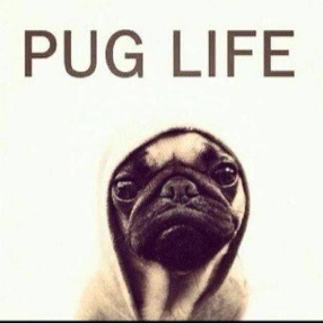 Funny Pug Pictures Crazecentral