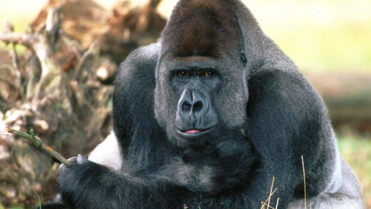 Silverback Gorilla Strength   Bing Images Creative Ideas