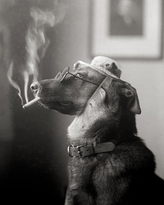 Portrait Of A Dog Vintage Photo Digital Black
