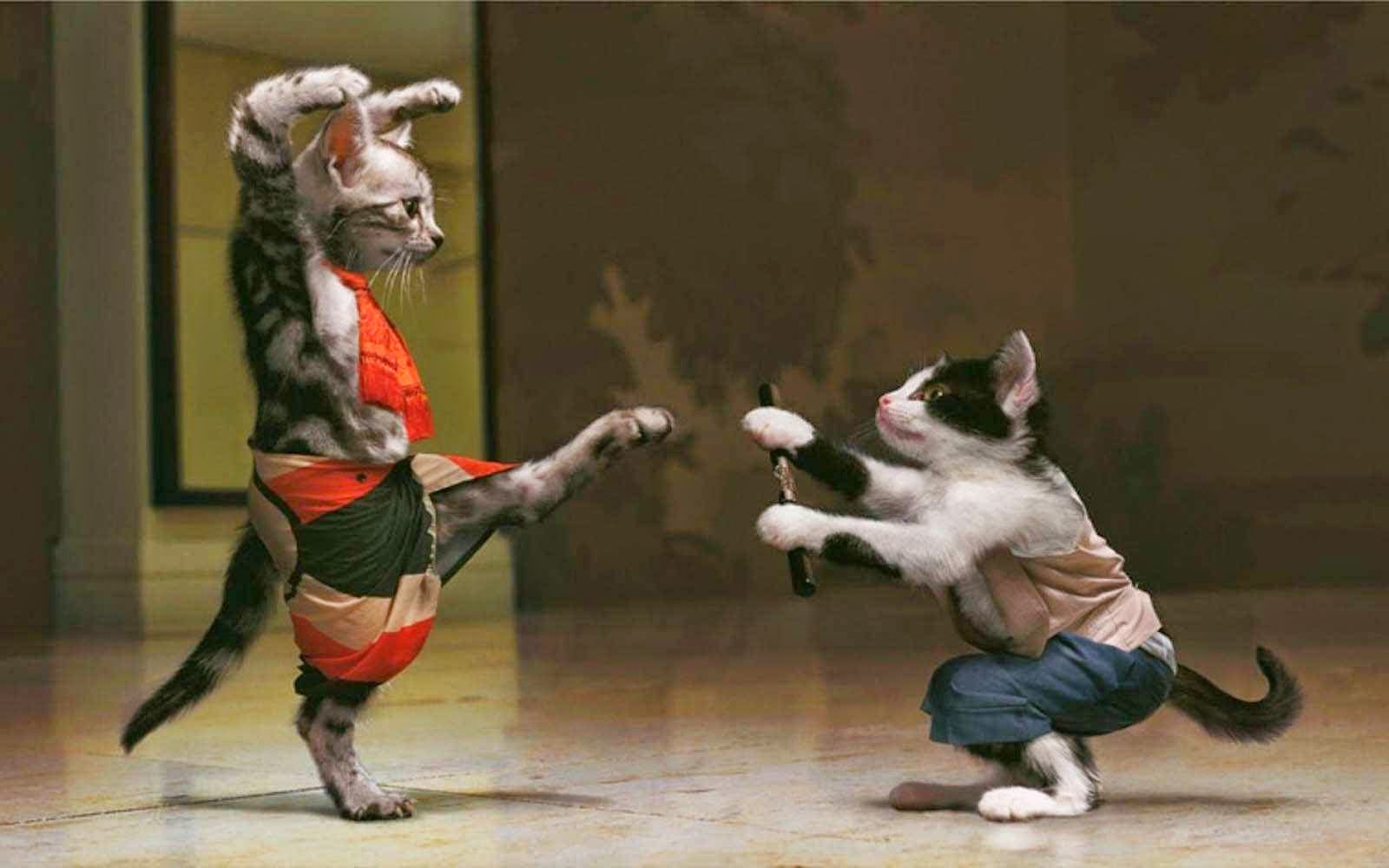 Karate Cat Funny HD Wallpapers HD Wallpapers Storm Free download