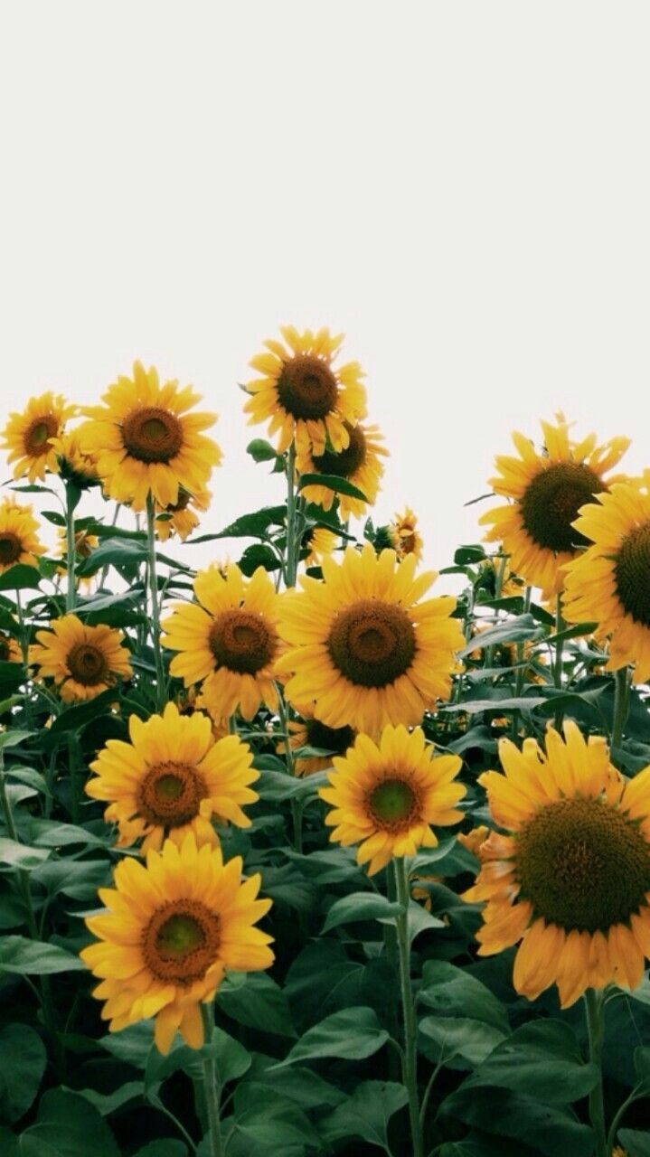 Sunflowers For Summer Sunflower Wallpaper Background