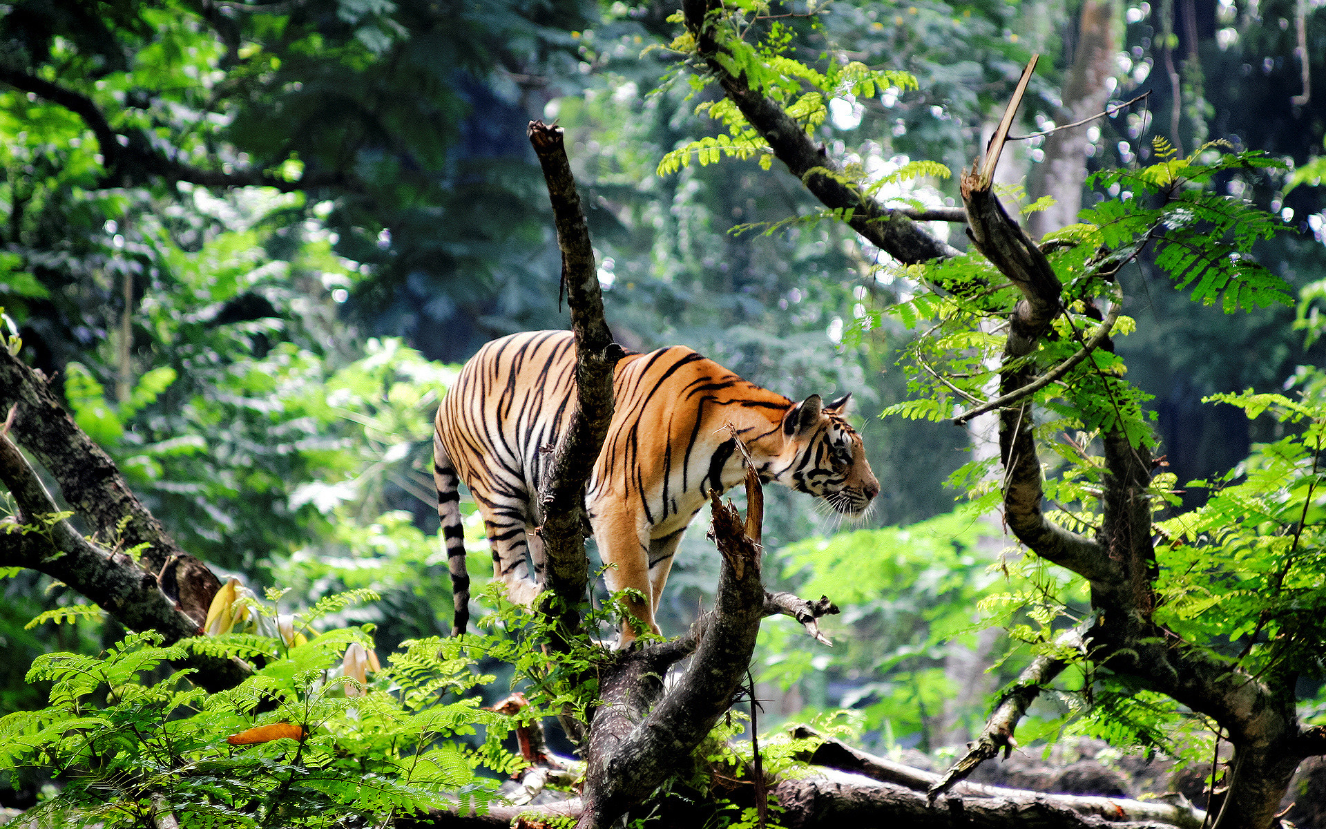 Jungle Animal Wallpaper