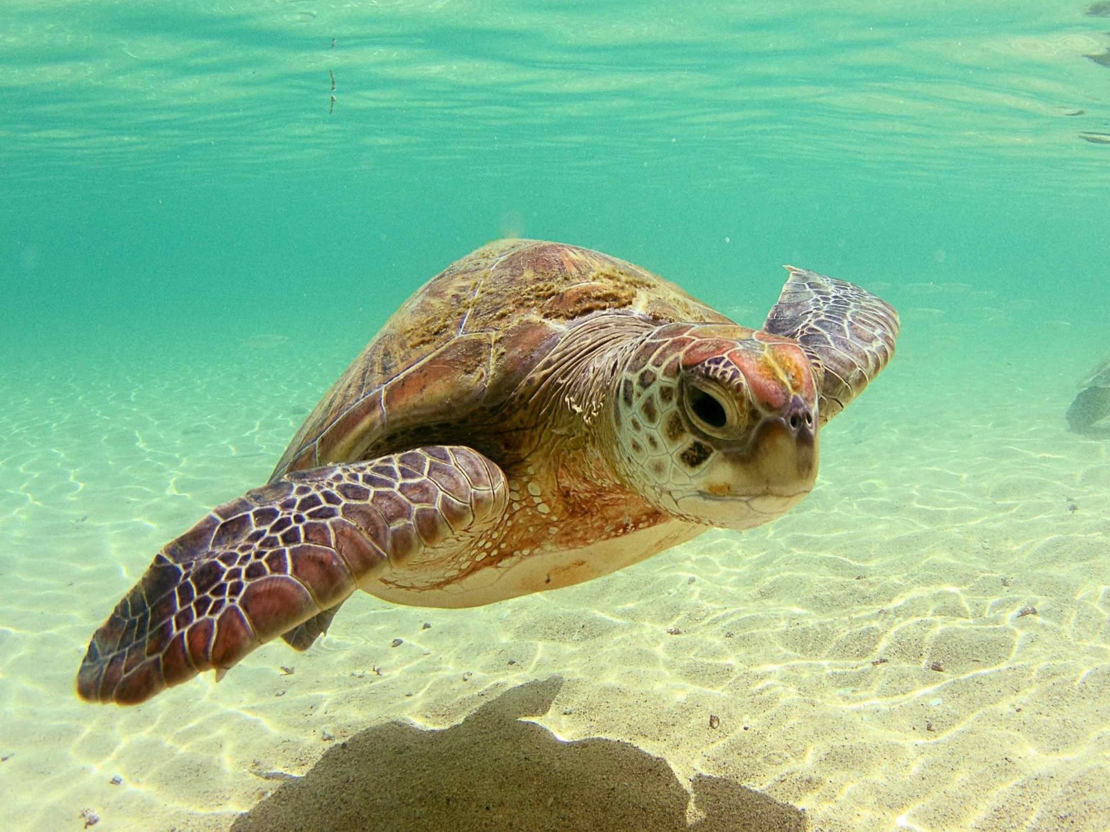 Free download Beautiful Sea Turtle Wallpaper 1600x1200 WallpapersTurtle ...