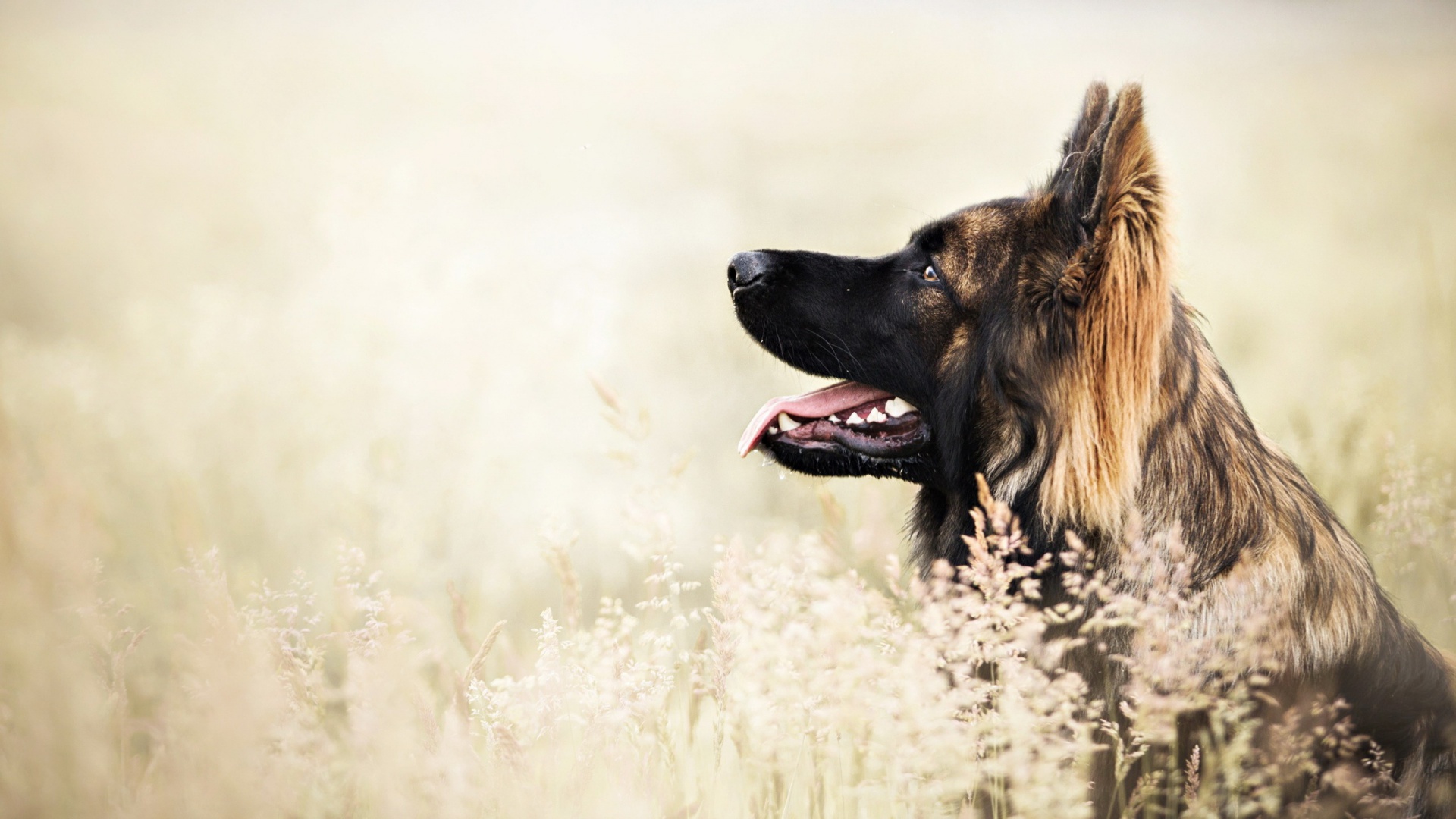 dog wallpapers HD