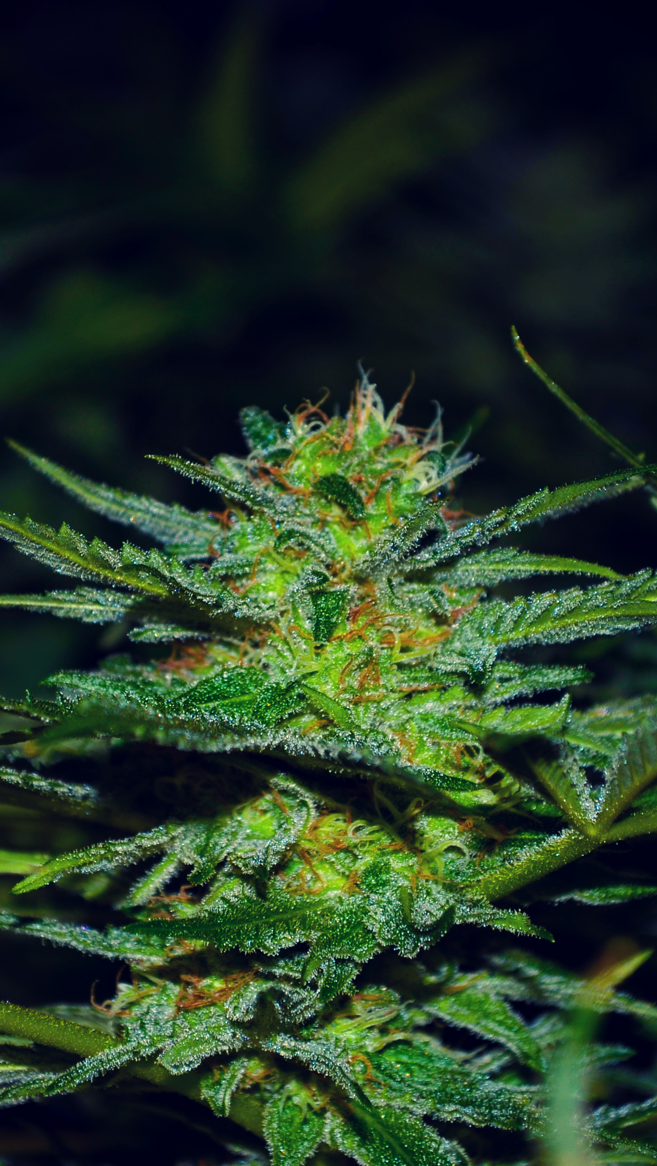 Wallpaper Marijuana Cannabis iPhone Background Weed