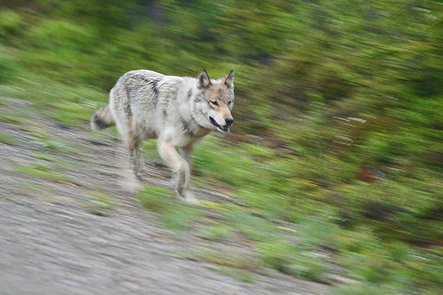 Moving Wolf Photo Sharing