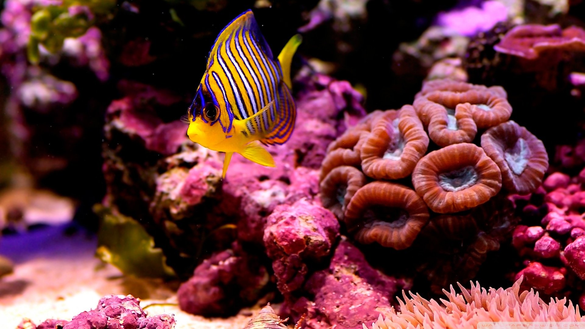 Reef Fish Wallpaper