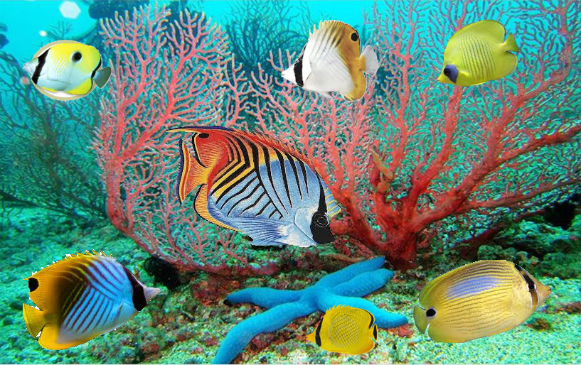 Moving Butterflyfish Wallpaper Pictures