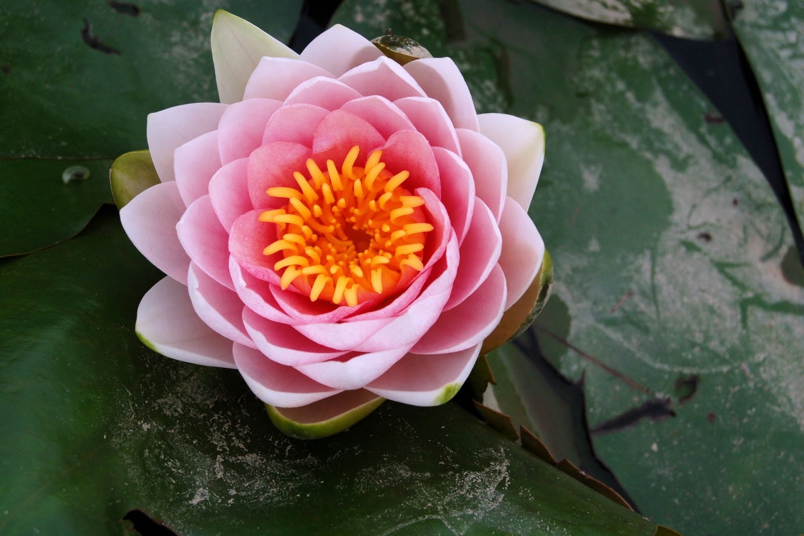 Lotus Flower HD Wallpaper High Definition iPhone